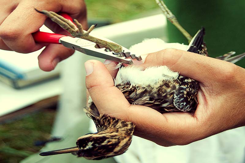 sueño Sociología boca Un día anillando pájaros | El Bichólogo