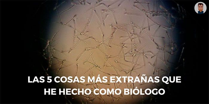 Las 5 cosas más extrañas que he hecho como biólogo Esperma visto bajo el microscopio óptico
