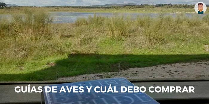Guías de aves y cuál debo comprar Cómo elegir una buena guía de aves