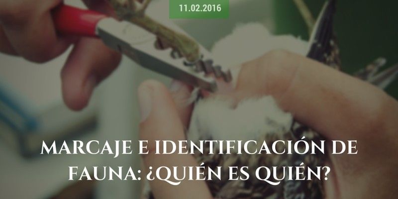 Marcaje e identificación de fauna: ¿quién es quién? Marcaje e identificación de fauna: ¿quién es quién?