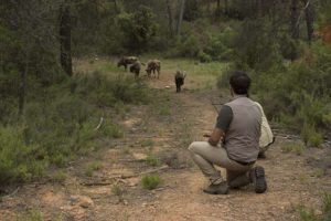 Estudiando los bisontes (Bison bonasus)