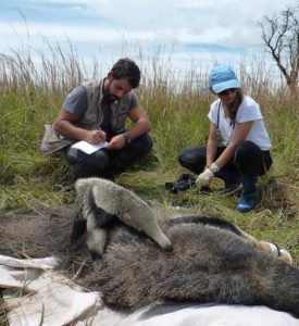 Héctor y una compañera estudiando osos hormigueros