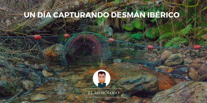 Metodología de captura del desmán ibérico