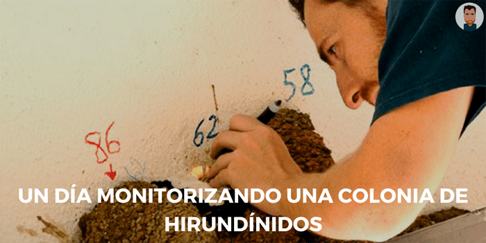 Monitorizando colonias de hirundínidos